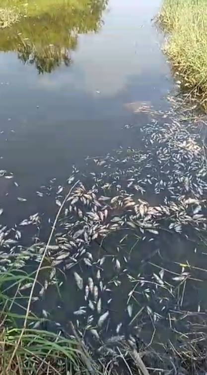 Mortandad de peces en las lagunas del ejido Puerto Rico