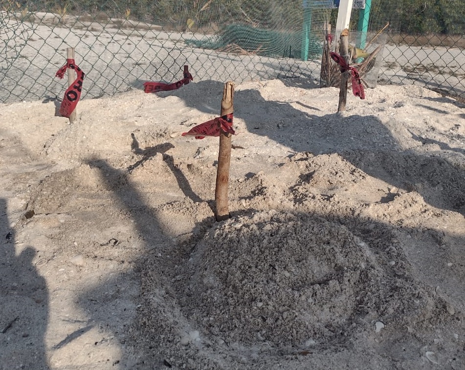 En este año se ha incrementado el número de registro de nidos de tortugas marinas