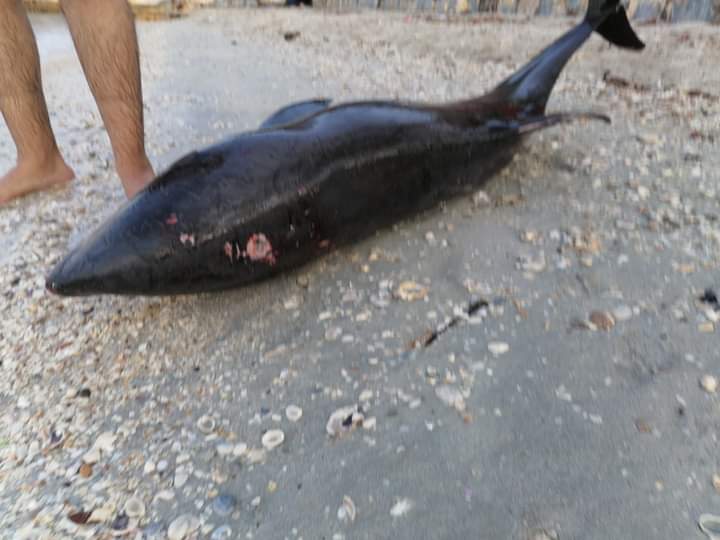 Aparecen dosx delifines muertos en las playas del Guanal