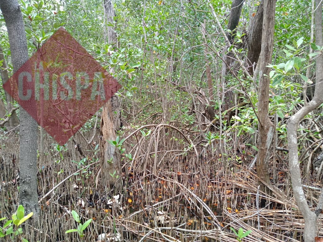 Hace falta mucho por hacer porque no hay vigilancia en todo el país, no solo en Laguna de Términos