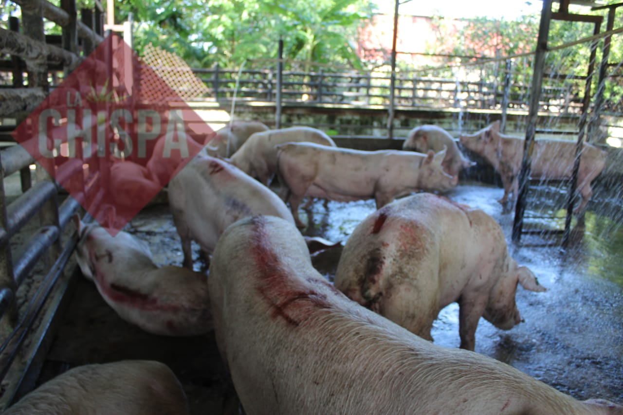 Por el crecimiento poblacional y consumo de cárnicos, Ciudad del Carmen sí requiere de un rastro TIF