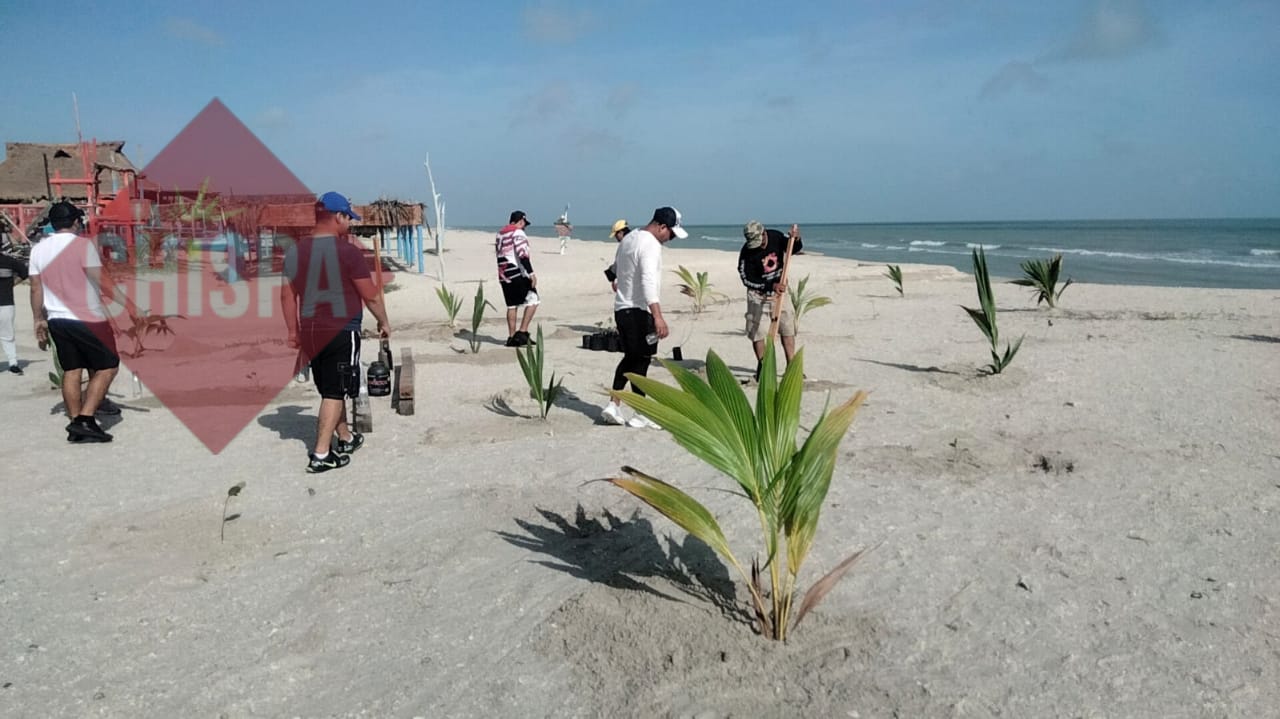 Reforestación en la zona del Malecón