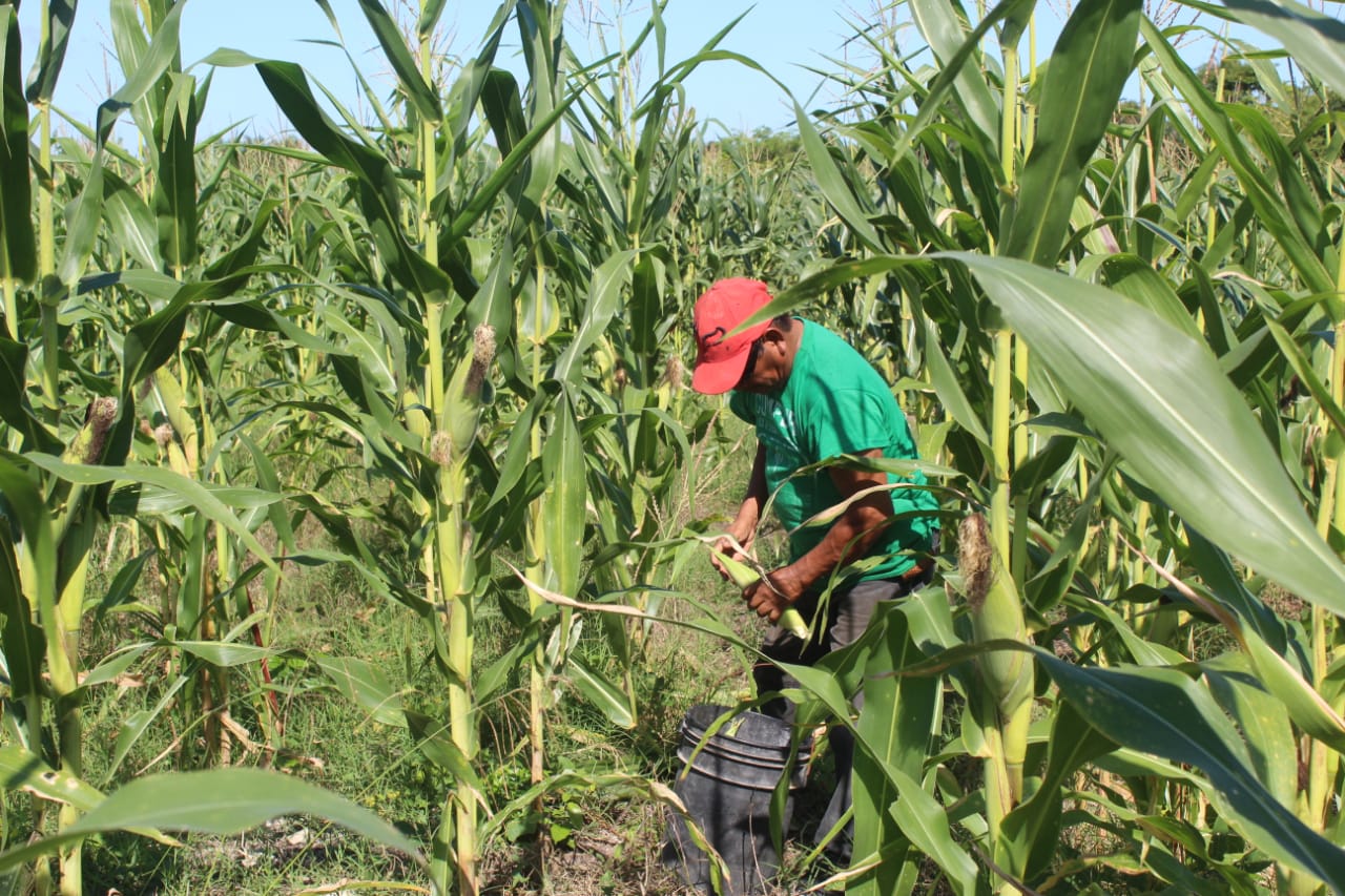 Dan a conocer presunta corrupción en la entrega de fertilizantes en el campo campechano