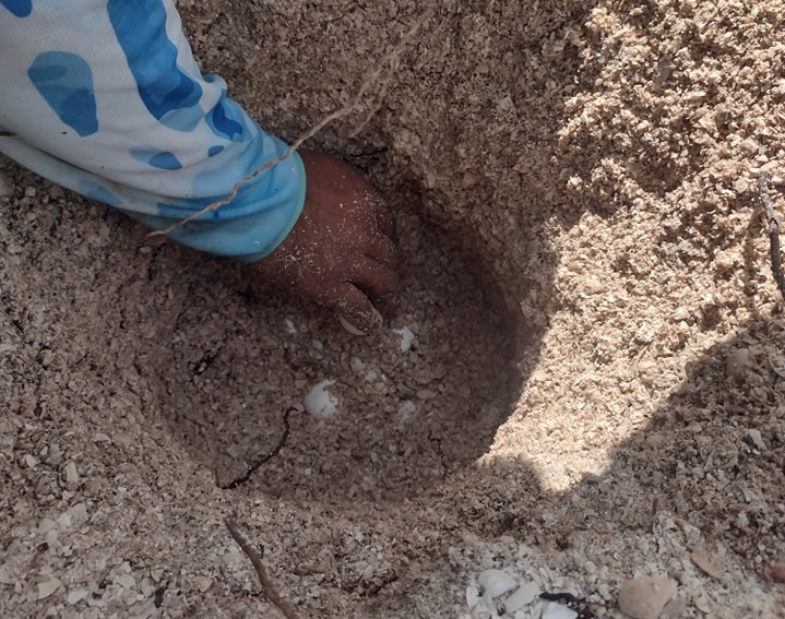 Anidación de tortugas marinas en Ciudad del Carmen se ha incrementado en un 100% en comparación del año pasado