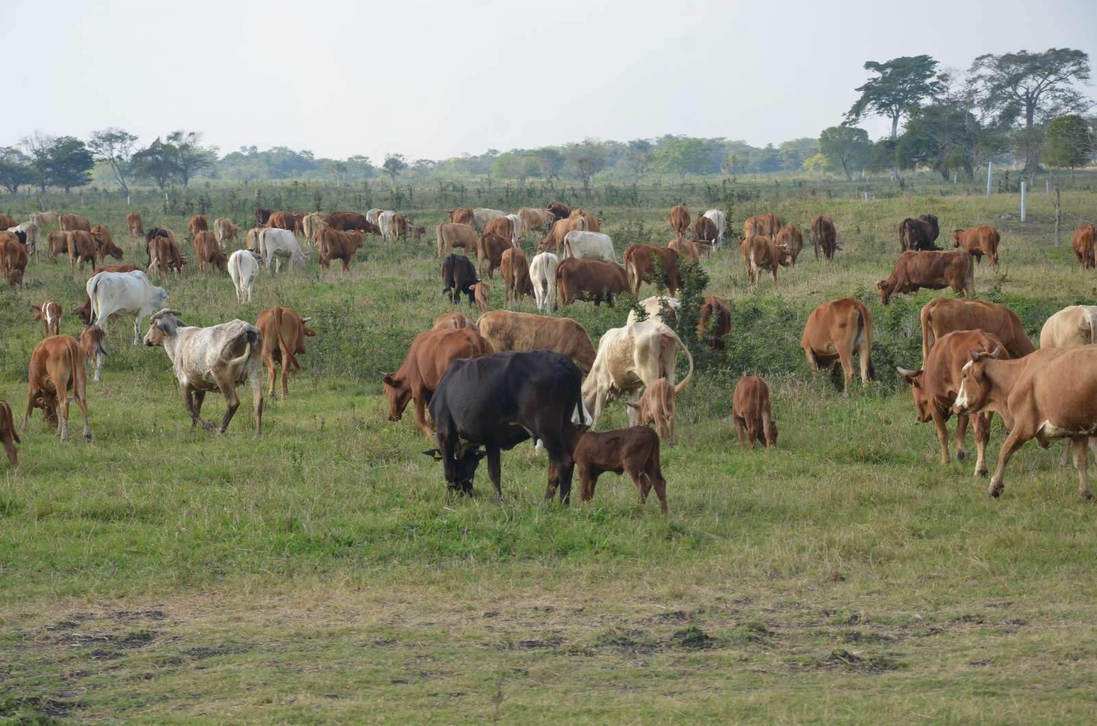 Confirman presencia de brucella y tuberculosis en un rancho de la Península de Atasta