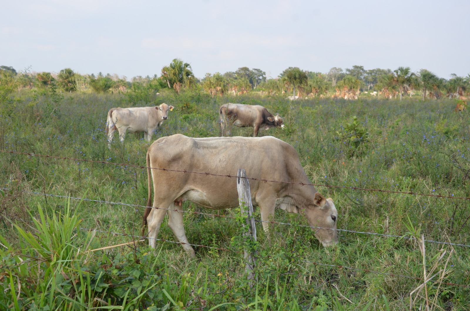 Dos ganados con brucella y tuberculosis se detectaron en el Rastro Municipal de Ciudad del Carmen