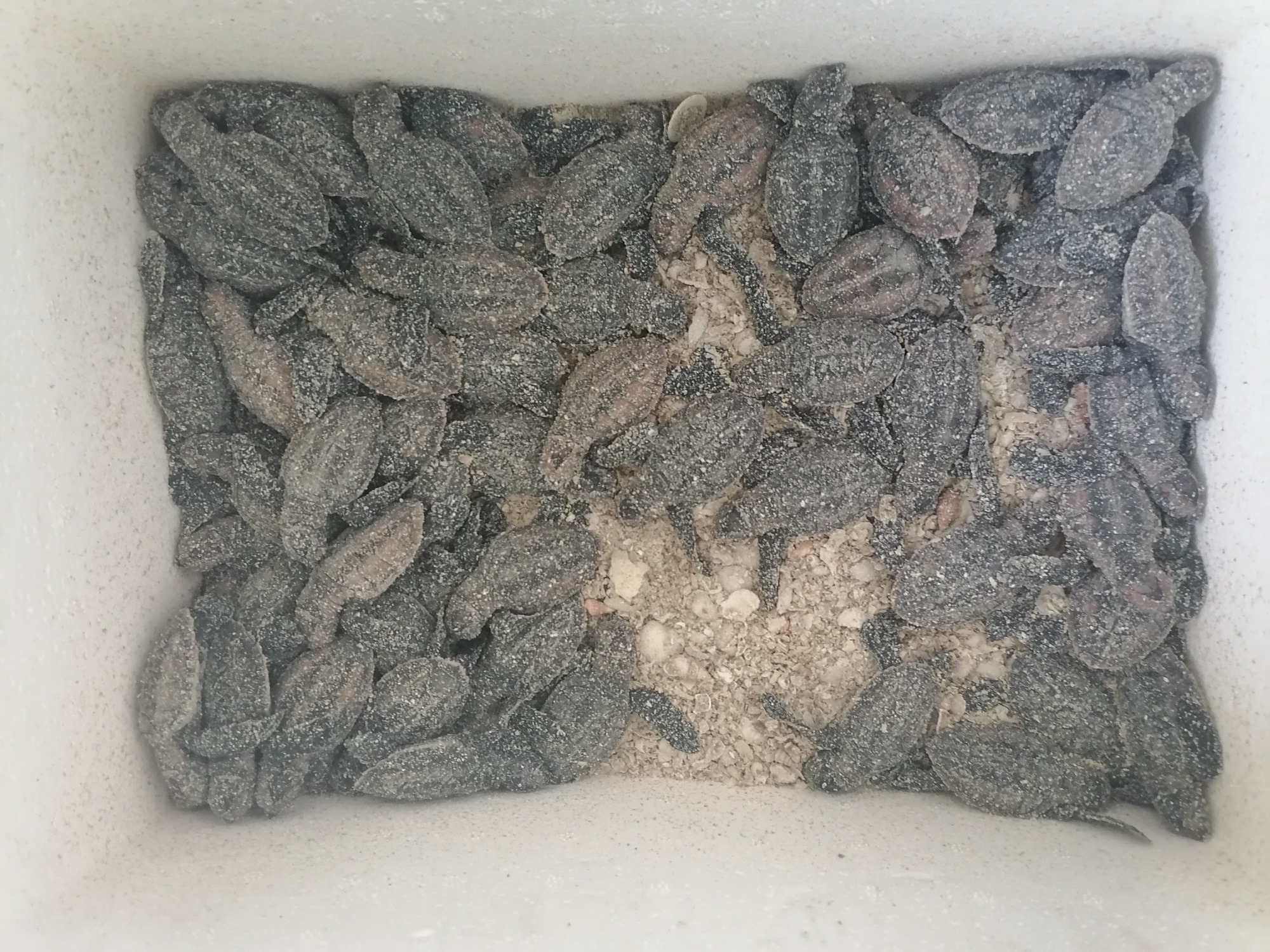 Unas siete mil tortuguitas de carey han sido liberadas en el Campamento Tortuguero Isla Matamoros: En Ciudad del Carmen