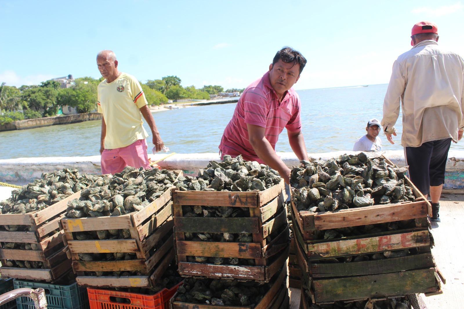 Depredadores están acabando con los bancos ostrícolas de la Laguna de Atasta