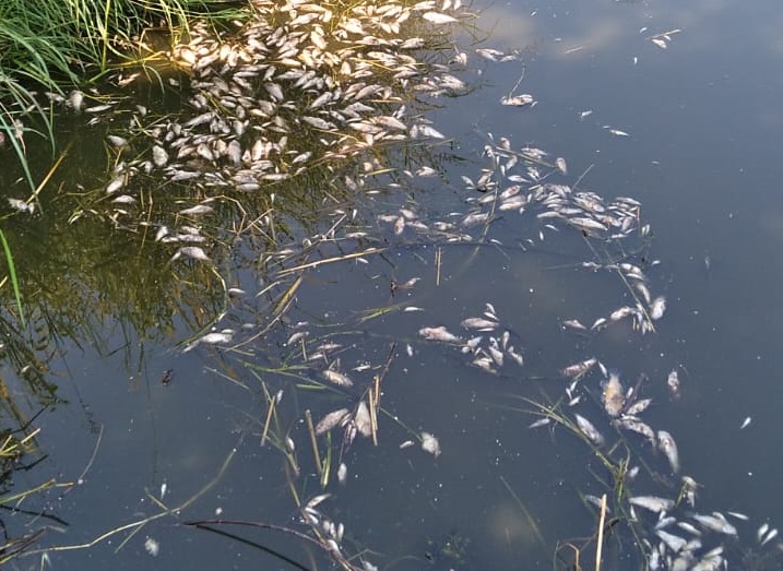 Las especies de mojarras castarricas y tilapias mueren en los arroyos; hasta el momento se desconoce la causa, por lo tanto, se le pidió apoyo al Fiscal Especializado en delitos contra Animales, el Ambiente y Ecosistemas Alexandro Brown Gantus, para que se hagan las investigaciones de los hechos