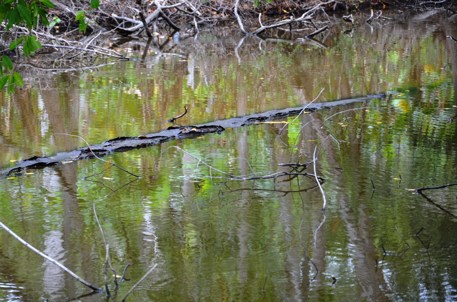 Falta de mantenimiento en ductos de PEMEX de Atasta Pueblo: Pone en riesgo a las familias
