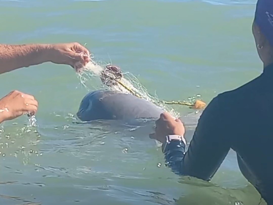 Redes de arrastres acaban con los delfines en Ciudad del Carmen