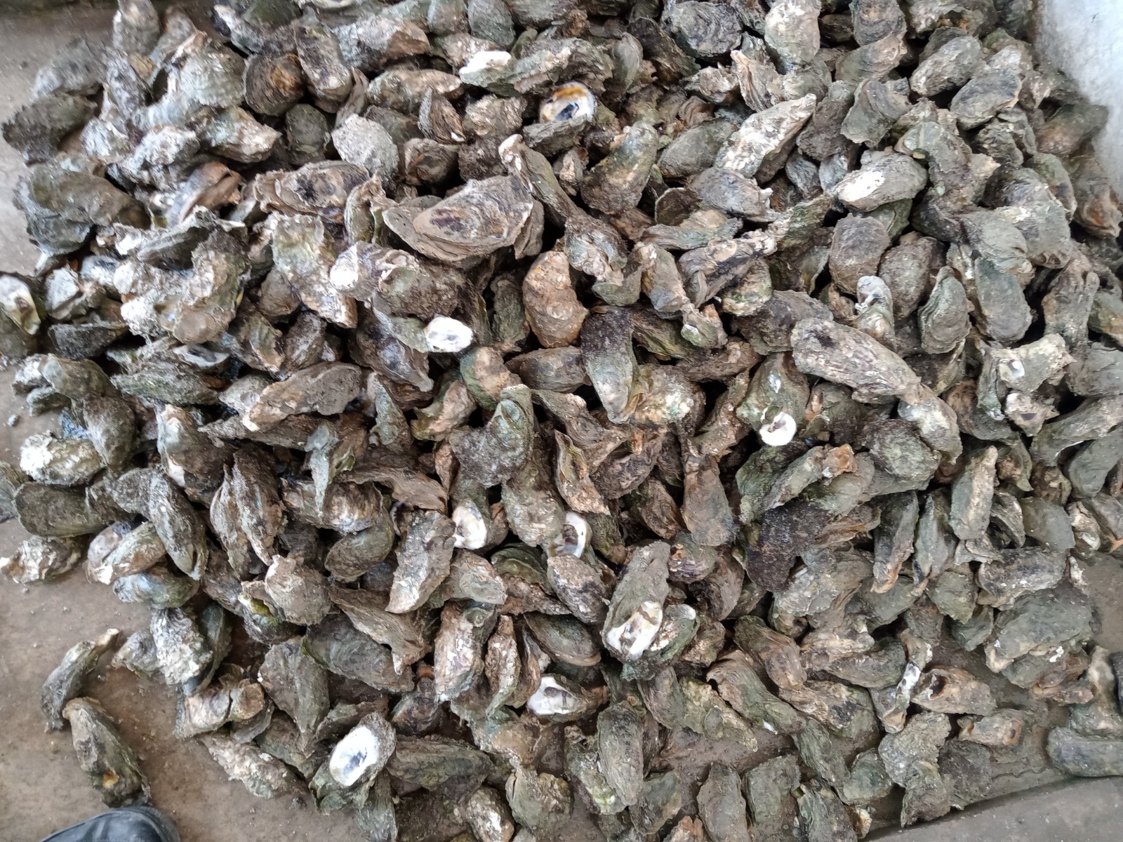 Banco ostrícola con posible límite de contaminación de Escherichia coli: En Ciudad del Carmen