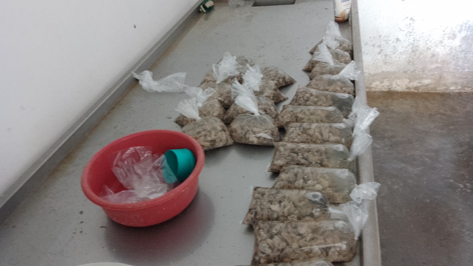 La COPRISCAM monitorea bancos ostrícolas de Ciudad del Carmen