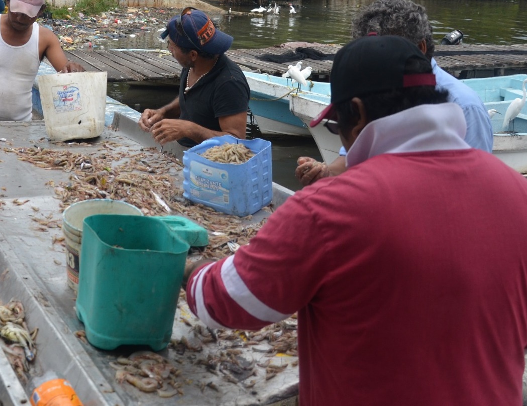 Buena captura de camarón siete barbas en Ciudad del Carmen