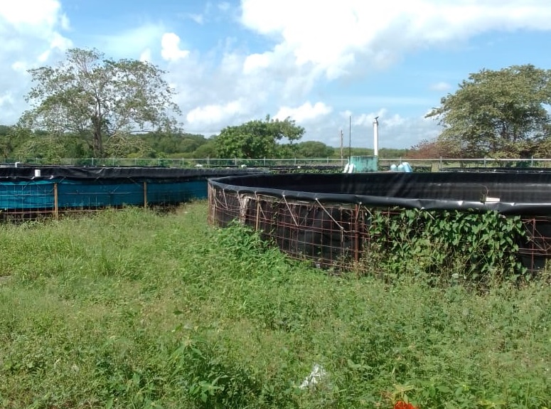 Retraso en la entrega de alevines a nueve cooperativas productoras de mojarras en el municipio de Carmen