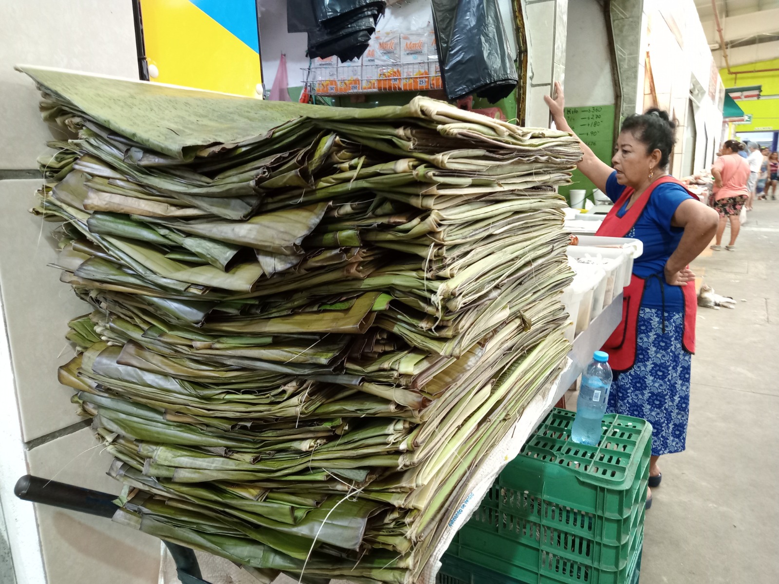 Hojas de plátano para elaborar los tamales y pibipollos subirán de precio en próximos días