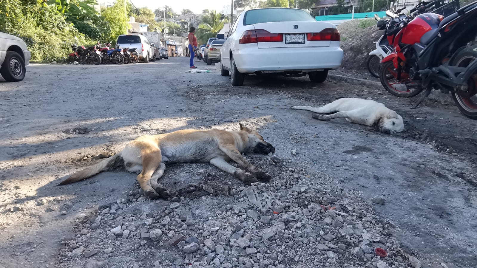 Envenenan a animales