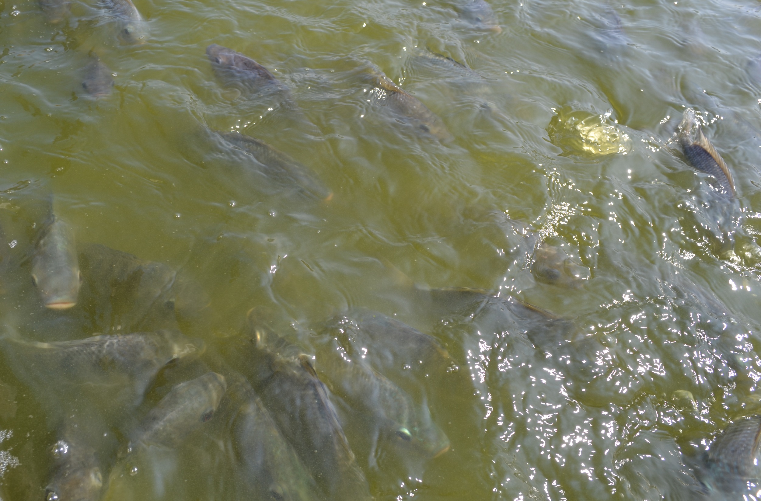 Se busca fortalecer la acuicultura en la Península de Atasta