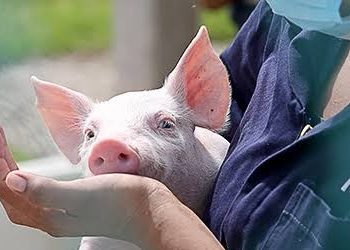 Necesarios el Humanismo y Principios Éticos en el Bienestar Animal Porcícola