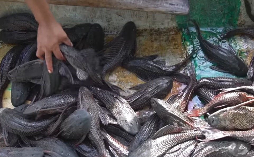 Aumenta reproducción del Pez Diablo en desembocadura de los Ríos dentro del Área Natural Protegida