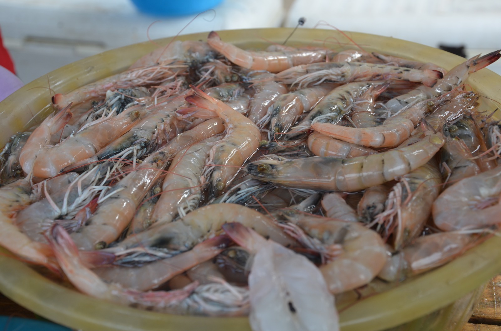 Sobreexplotación del camarón siete barbas se evitaría con la modificación a la veda: En Ciudad del Carmen