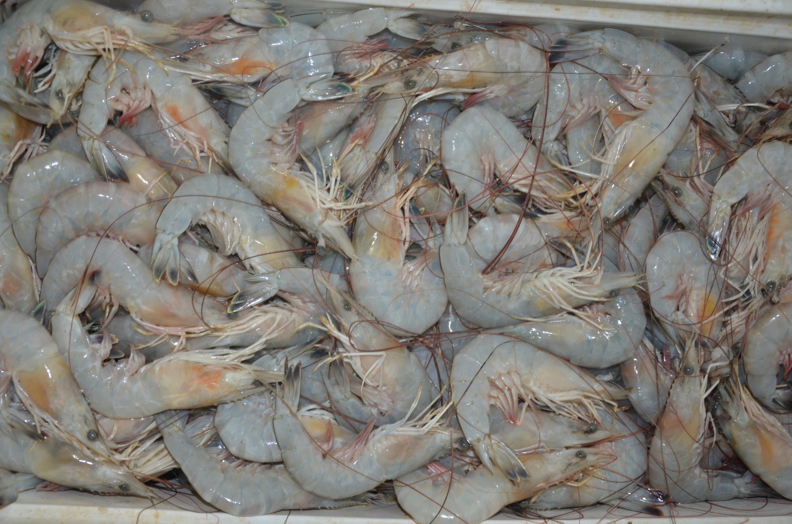 Frentes fríos afectan a pescadores ribereños de Ciudad del Carmen