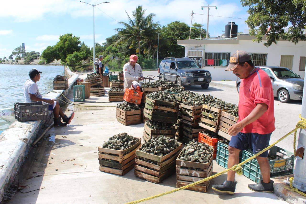 Monitoreo de bancos ostrícolas en la Laguna de Términos de forma semanal