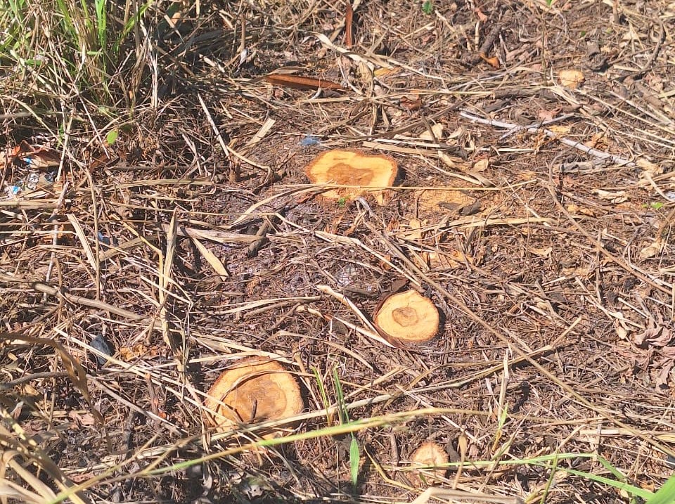 Se agrava la tala de mangle en el municipio de Carmen