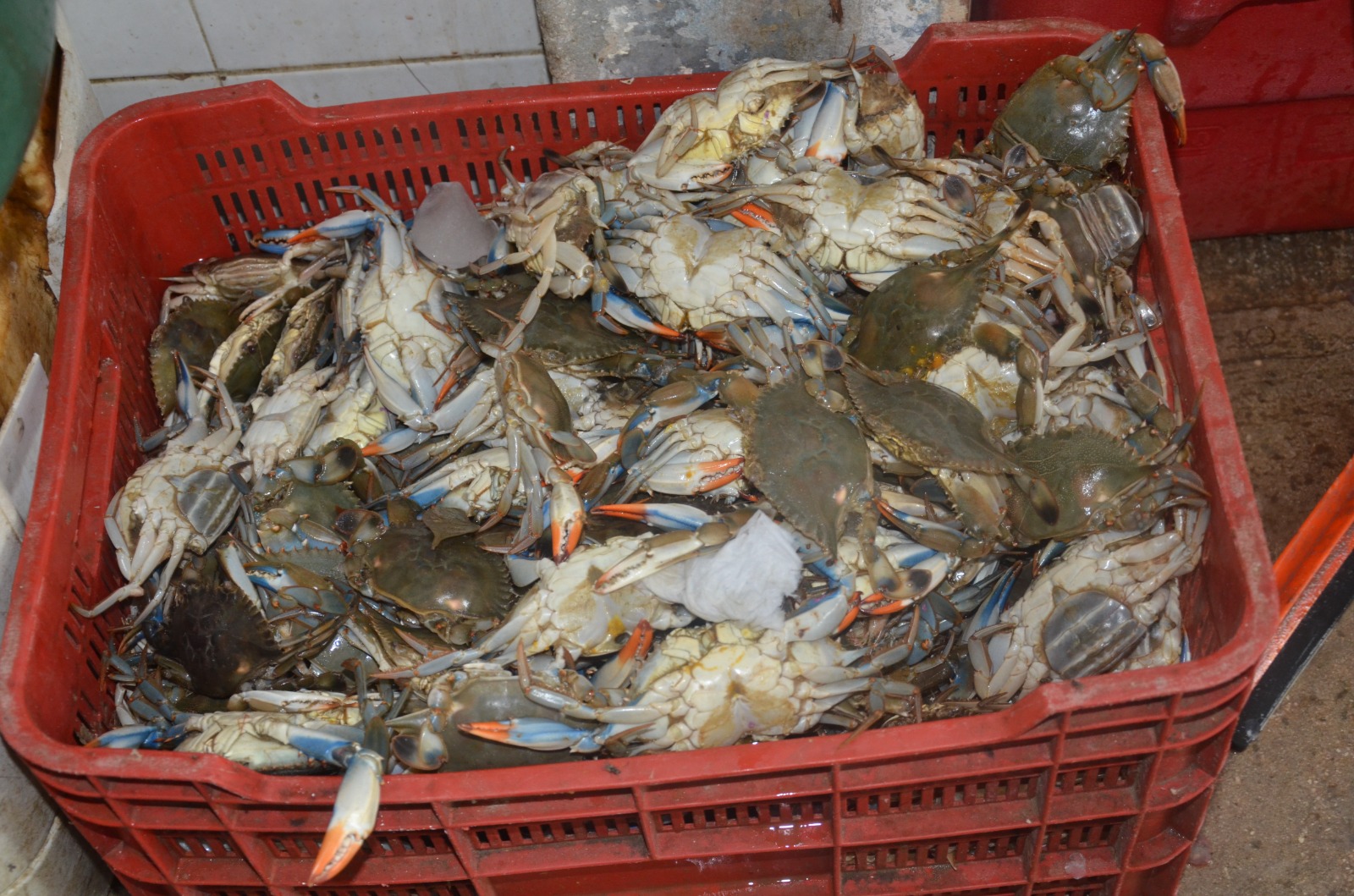 Producción de jaiba reactiva la economía en Atasta