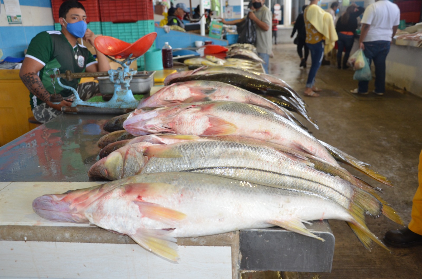Sector pesquero carmelita carece de plantas procesadoras