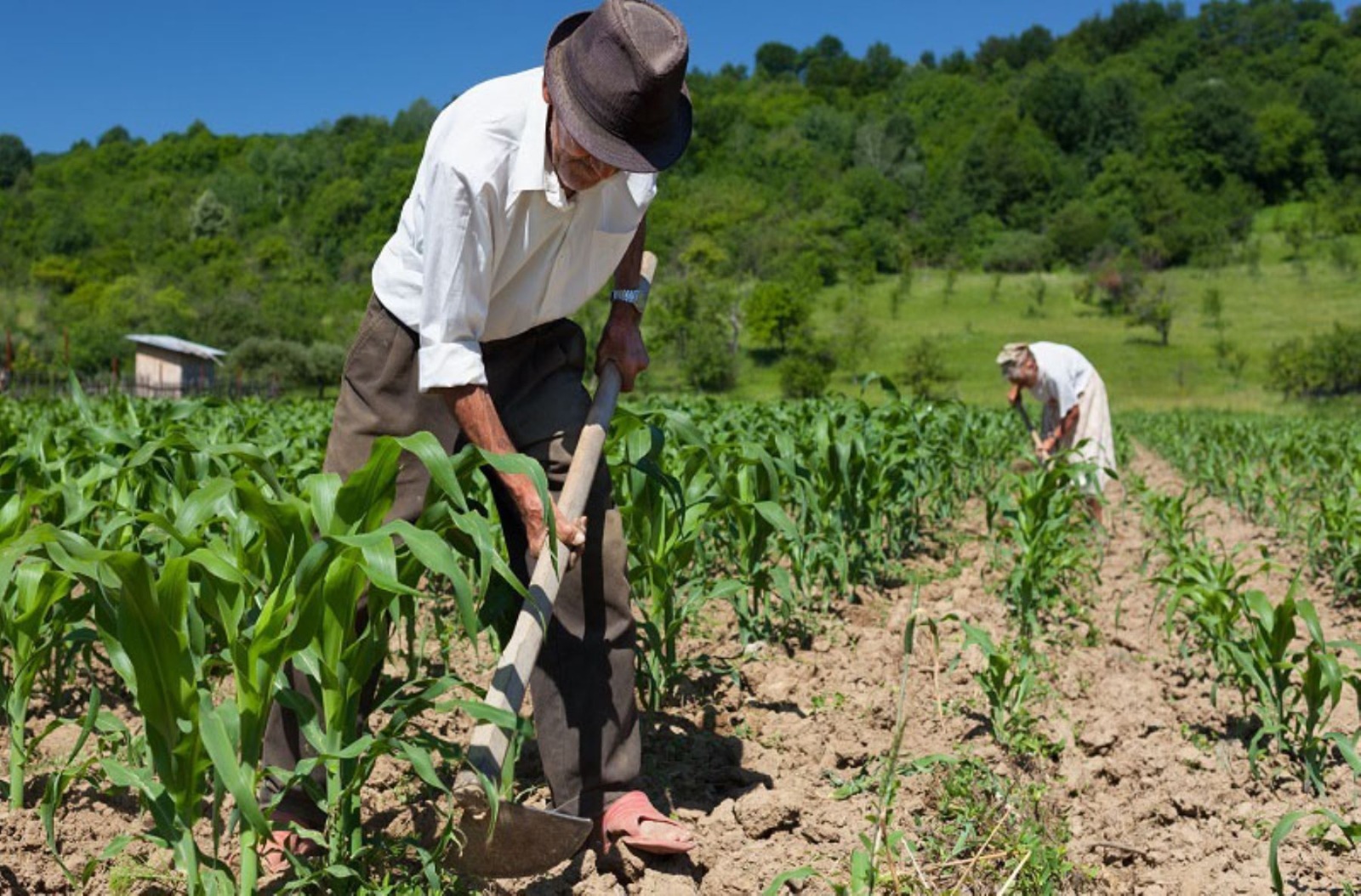 Agro en la Península de Atasta en abandono