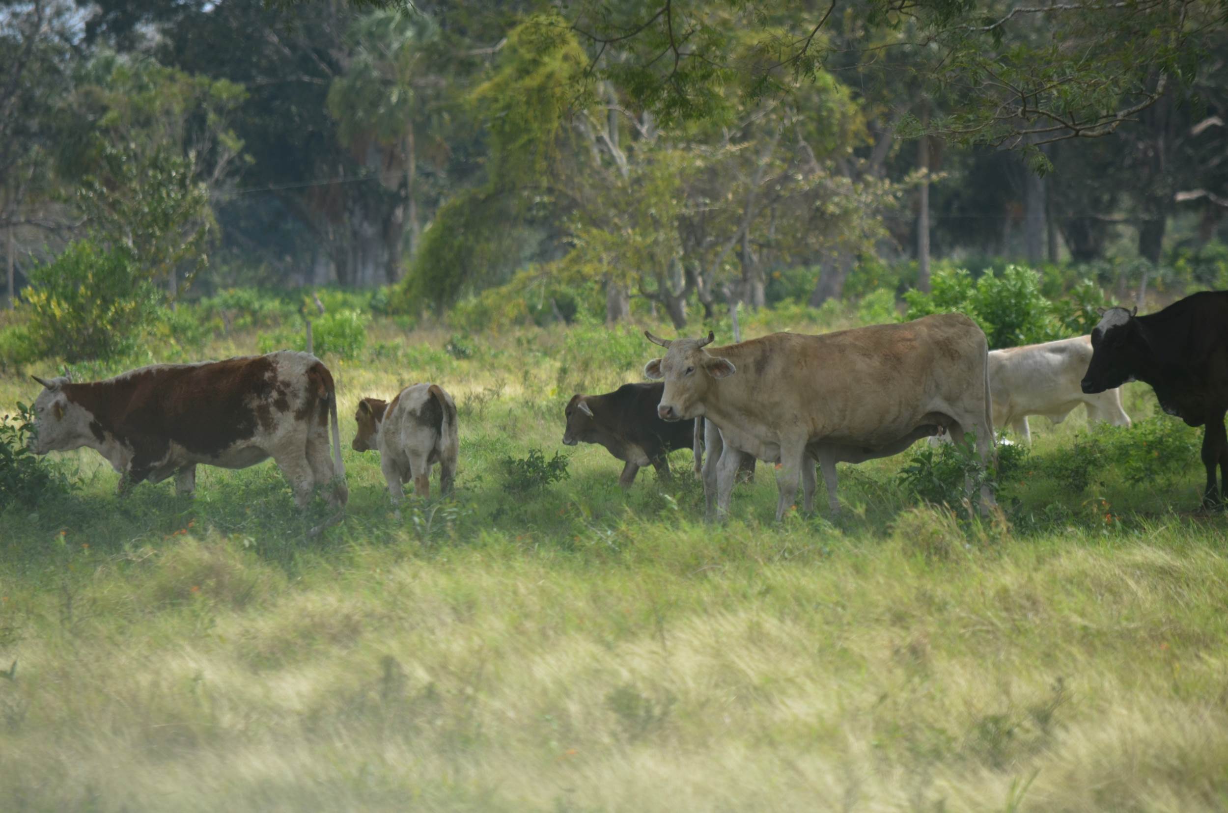 Robo de ganado afecta a ganaderos campechanos
