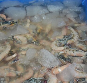 Bajas capturas de especies marinas por sobreexplotación y cambio climático