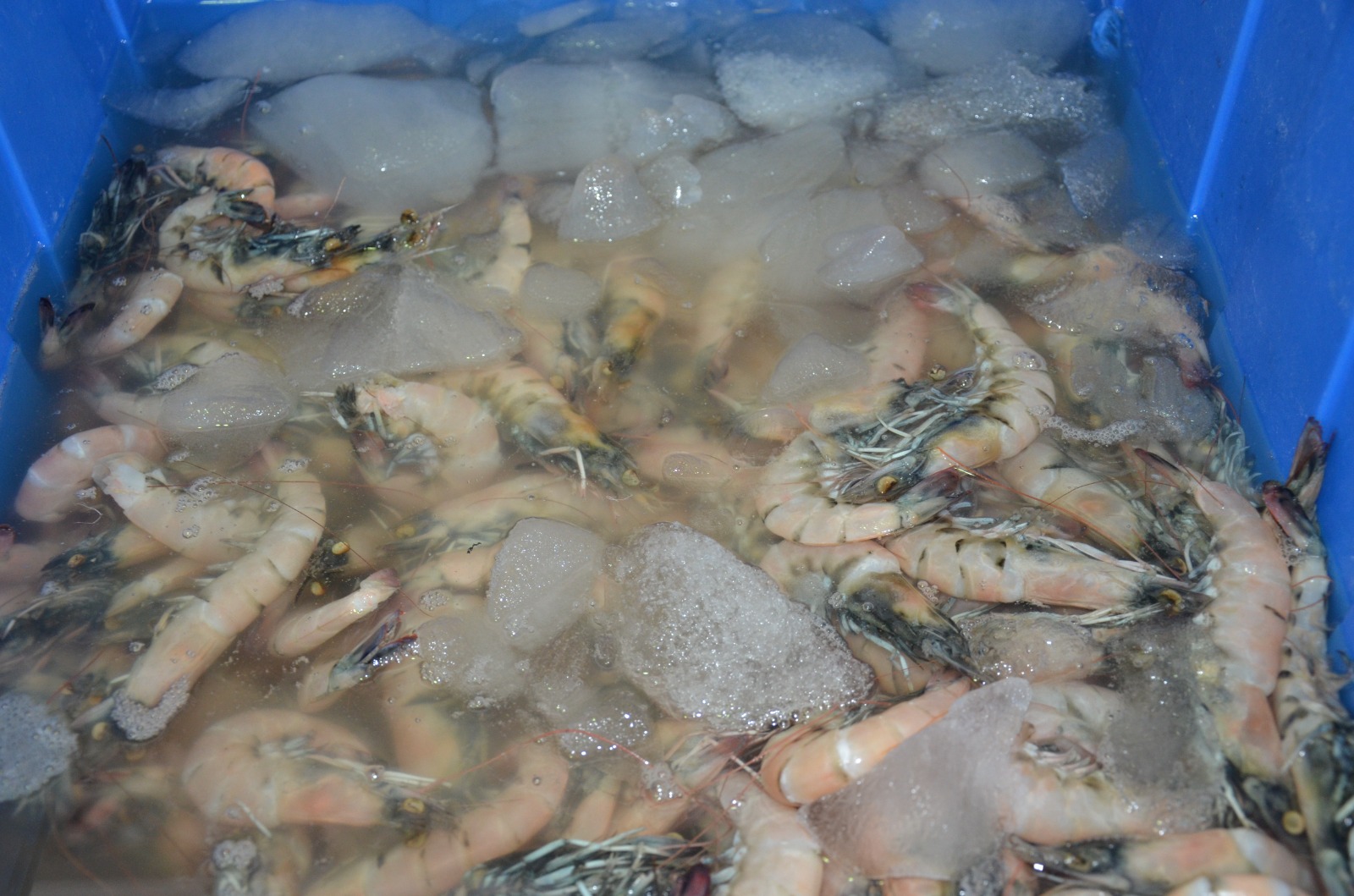 Bajas capturas de especies marinas por sobreexplotación y cambio climático