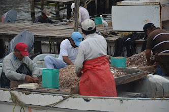 En la temporada de cuaresma habrá suficiente abasto de pescado y mariscos