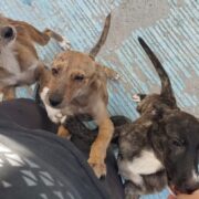 Poco personal en la Vicefiscalía de maltrato animal