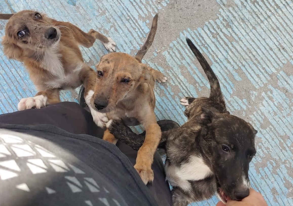 Poco personal en la Vicefiscalía de maltrato animal