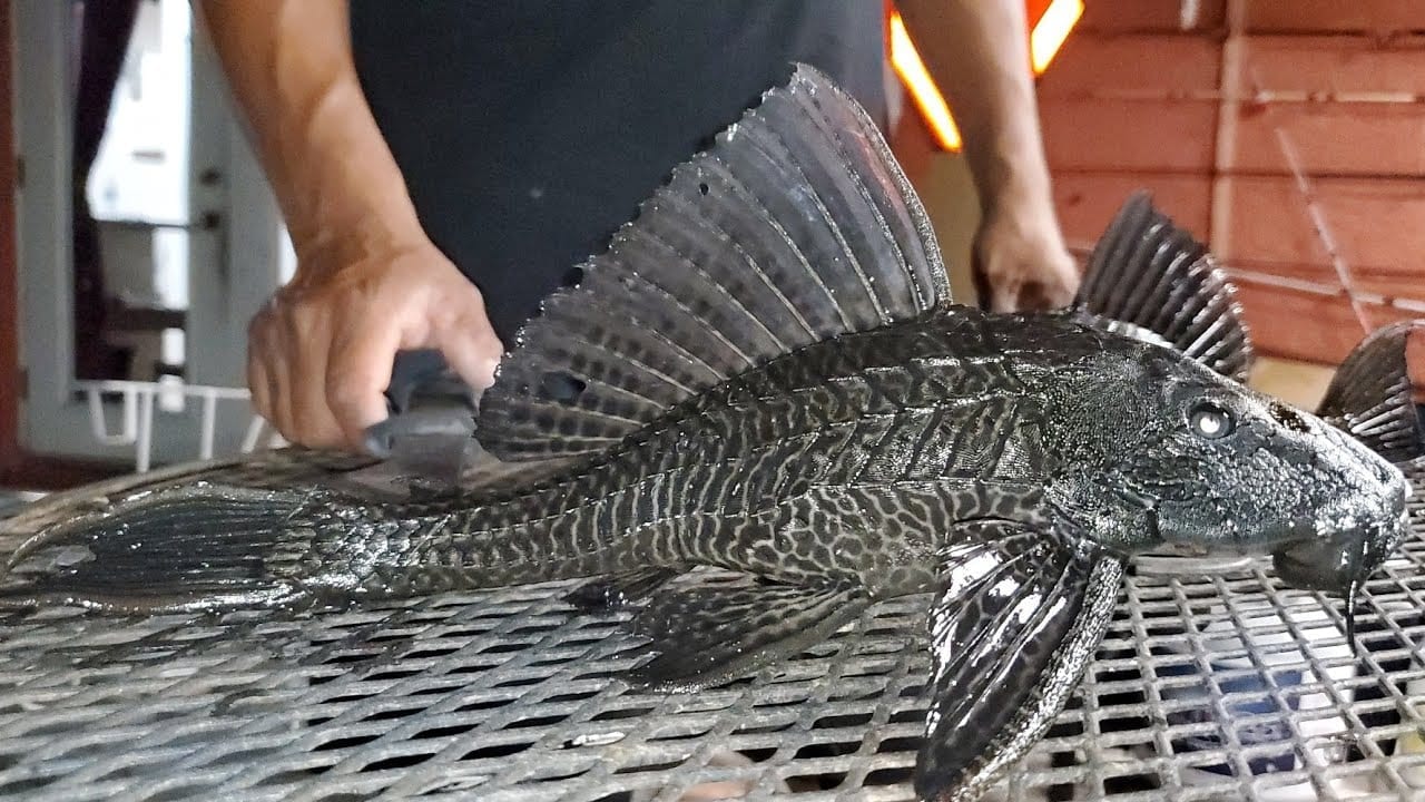 Pez diablo afecta la pesquería ribereña en el municipio de Carmen