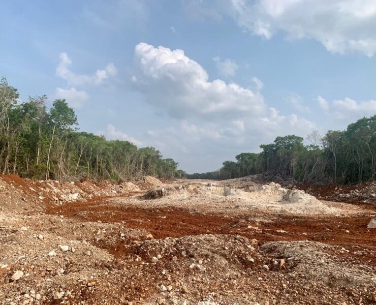 Ganadería y Tren Maya han desplazado el hábitat de especies nativas