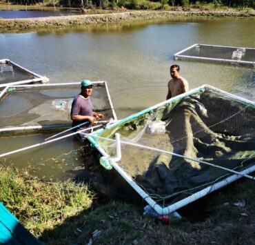 Insuficiente producción de mojarras para cubrir la demanda de Semana Santa