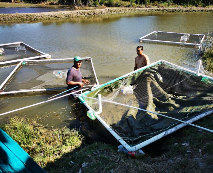 Insuficiente producción de mojarras para cubrir la demanda de Semana Santa