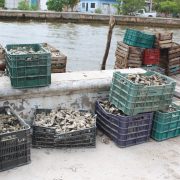 Gente de Tabasco está acabando con los bancos ostioneros de Ciudad del Carmen, los ostioneros píratas usan el sistema de arrastre