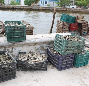 Gente de Tabasco está acabando con los bancos ostioneros de Ciudad del Carmen, los ostioneros píratas usan el sistema de arrastre