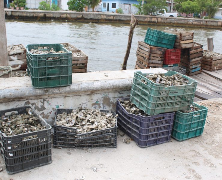 Gente de Tabasco está acabando con los bancos ostioneros de Ciudad del Carmen, los ostioneros píratas usan el sistema de arrastre