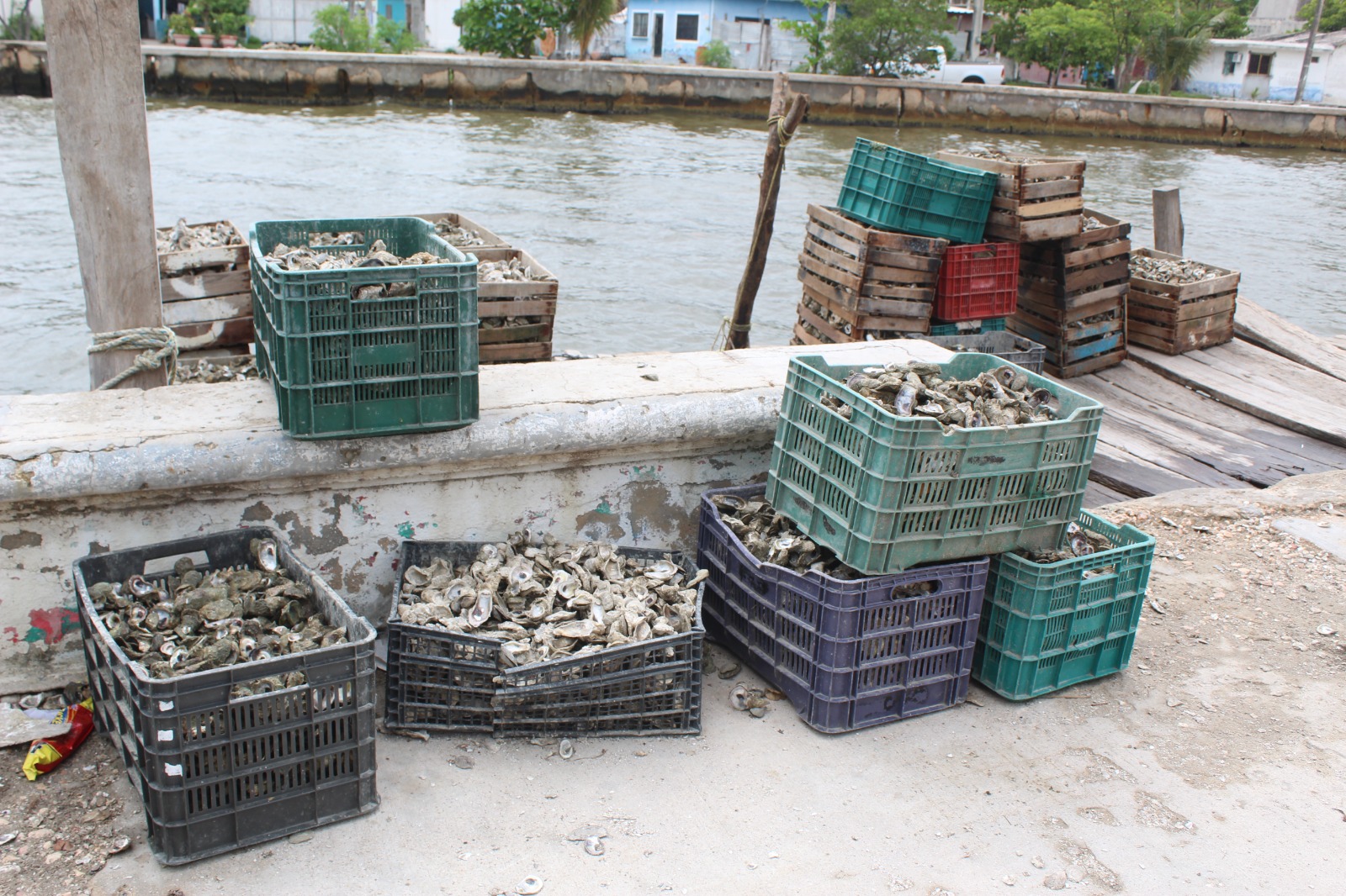 Gente de Tabasco está acabando con los bancos ostioneros de Ciudad del Carmen, los ostioneros píratas usan el sistema de arrastre