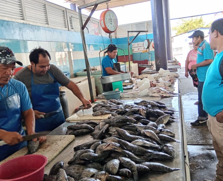 La Copriscam realiza verificación sensorial en pescados y mariscos