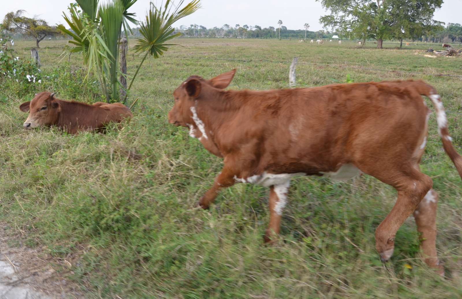 Temperaturas altas afectan al hato ganadero de Atasta