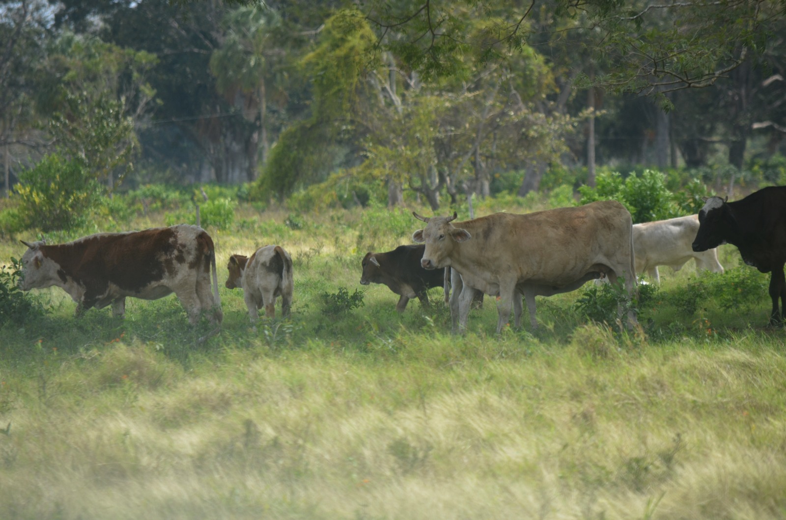 Se agudiza el robo de ganado en Atasta