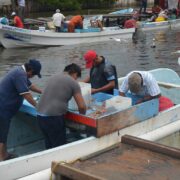 Precio del camarón estable por baja demanda