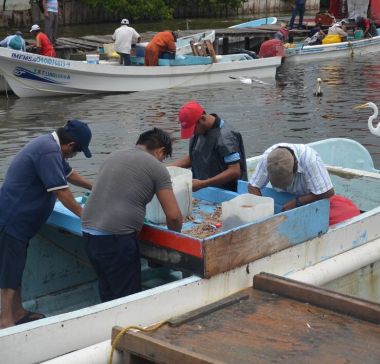 Precio del camarón estable por baja demanda